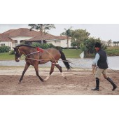 Lunging System